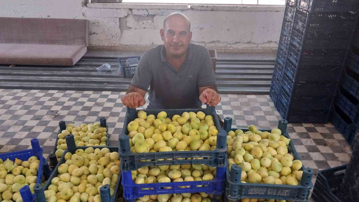 Altından bal damlayan incir üreticisinin yüzü güldü!