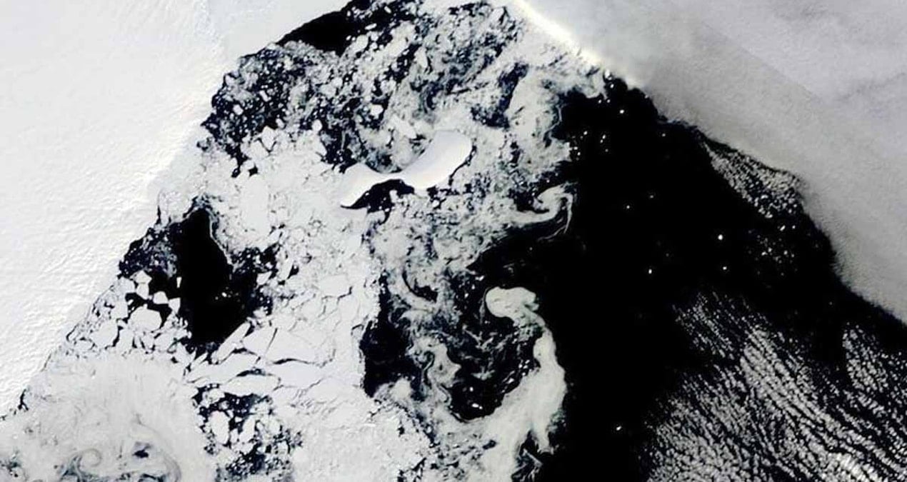 dunyanin en yasli hayvani antarktikada bulundu yaklasik 2 metre boyunda D3JJwXq3.jpg