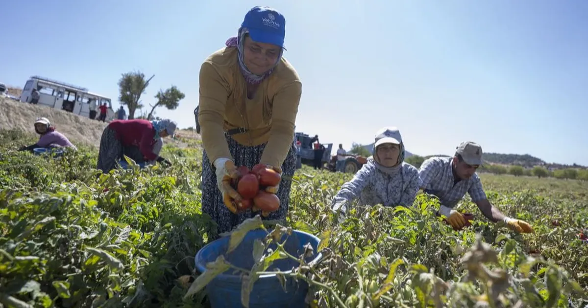 mersinde yuzde 70 hibeli domates fidesi destegi rGhQJNQs