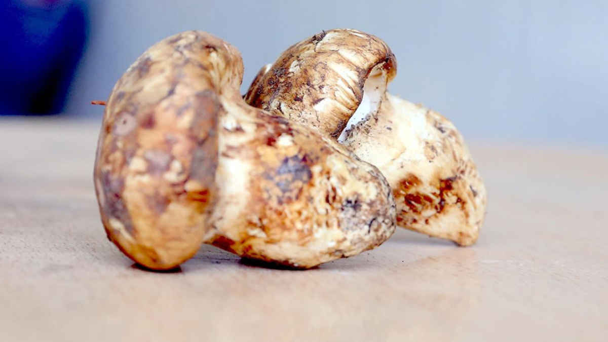 adanada sedir mantari cikti japonlar yogun ilgi gosteriyor cdTzVEui.jpg