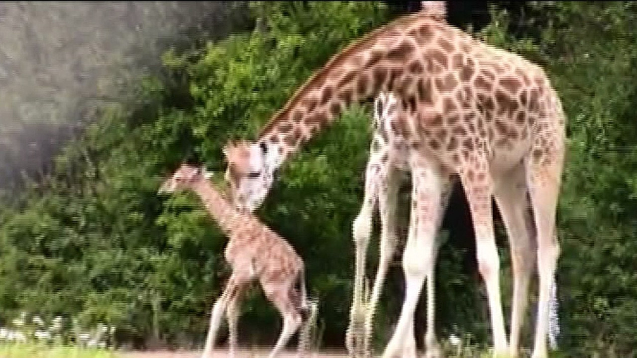 Zürafa Yavrusu Anne Kayıtsızlığıyla Doğdu