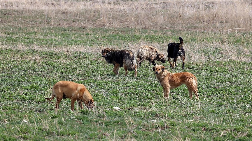 Köpek saldırısına uğrayan 5 yaşındaki Hamza’nın ölümünde belediye başkanına soruşturma izni
